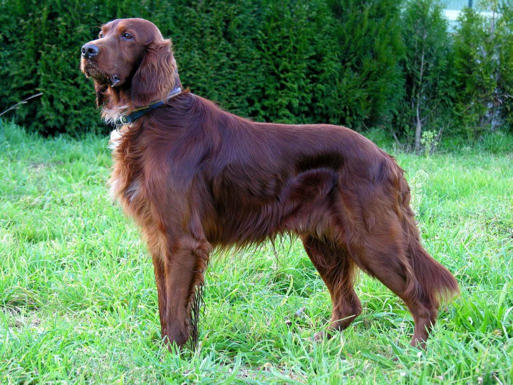 Setter irlandais - Race de chien