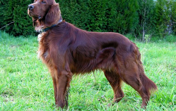 Setter irlandais - Race de chien