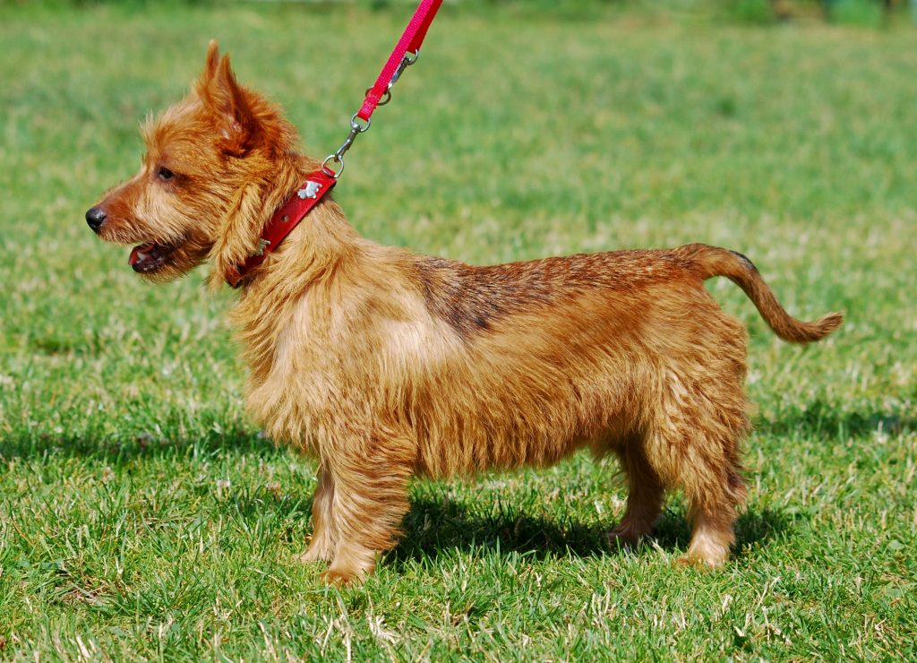 Terrier australien - Race de chien