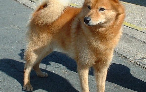 Spitz finlandais - Race de chien