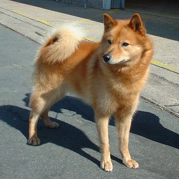 Spitz finlandais - Race de chien