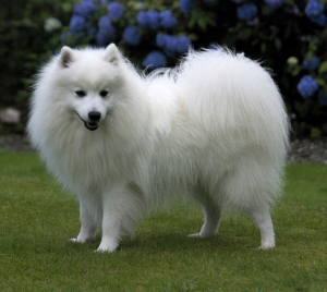 Spitz japonais - Race de chien