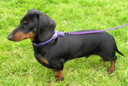 teckel - Race de chien