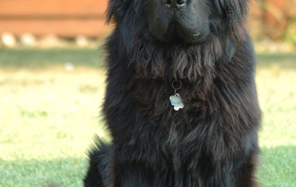 Terre-neuve - Race de chien