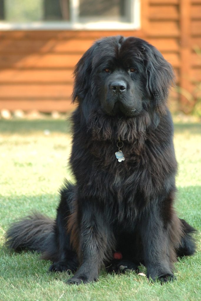 Terre-neuve - Race de chien