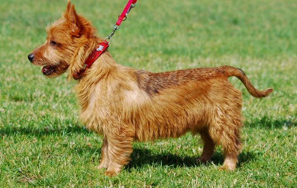Terrier australien - Race de chien
