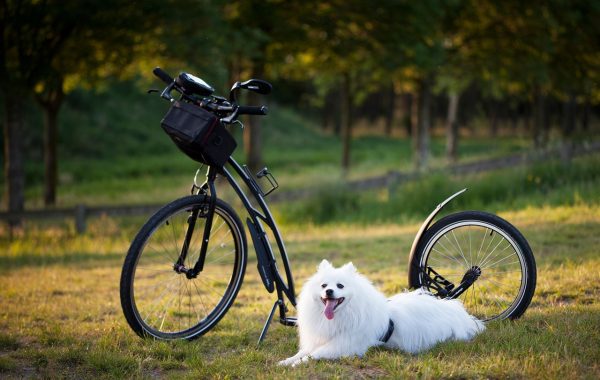 accueillir un chien mystérieux : découvrez l'histoire émouvante d'une rencontre inattendue avec un compagnon à quatre pattes plein de mystère.
